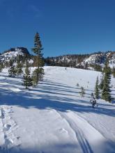 Damage from previous NE winds at treeline.