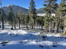 Thin coverage below tree line with brush, logs, and rocks exposed.