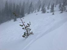 Remotely triggered avalanche failing on near surface facets from 300' away.