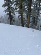 Roller balls and cinnamon rolls on andesite