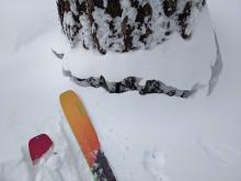 Settlement cones around around trees indicated settlement and consolidation in the storm snow.