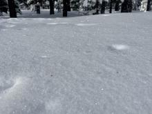 Isolated surface hoar growth below tree line.