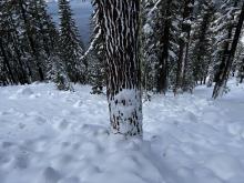 Looking downhill. Deposition on trees and evidence of a large powder cloud continued for a few hundred feet.