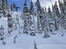 Avalanche deposit looking up slope to the cornice 