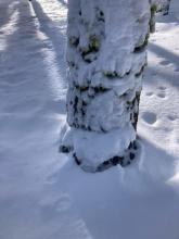 Snow settlement around trees 