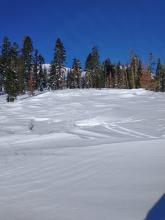 Substantial wind scouring on E aspect terrain near treeline.