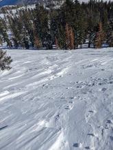 Sastrugi and wind scouring on an E aspect above treeline on Mt. Judah