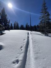 Freshly loaded skin tracks from falling snow out of trees.