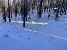 Scattered debris from recent winds in lower elevations.