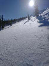 NE aspect avalanche terrain near 7,600' with widespread knocked over, slightly melted 8 to 10 mm SH.