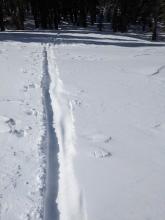 The NE winds were moving snow enough snow in open areas near treeline to fill this skin track in less than 30 minutes. 