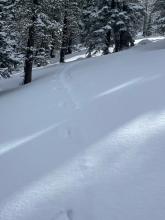 In an below tree line opening blowing snow had nearly obscured the existing skin track.