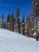 Evidence of previous NE winds and broken blackened tree debris on the snow.