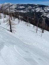 Rollerballs on a steep sunny slope.