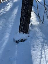 Settlement cones high on the trees indicated dramatic settling of the snow