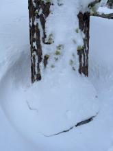 Settlement cones around trees.