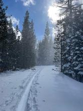 Scattered clouds, blowing snow, tree bombs