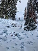 Looking up at an avalanche that likely happened last night. The debris looked like it had been wet.