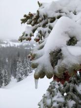 Ice covered trees and rocks indicated that it rained at least to the summit of Andesite.