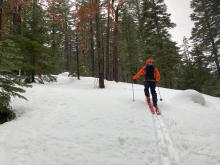 Rain on snow with no snow in the trees at 7000'.