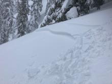 Small wind slab avalanche crown skier triggered on SE aspect NTL
