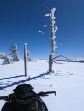 Water ice on trees indicating previous rain to at least 8600ft