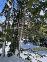 Broken limbs and snow plastered high on a tree in the runout