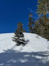 This small near tree line NE facing test slope at about 8200 feet showed virtually no cohesive snow. 