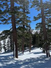 On a more easterly aspect there was impressive evidence of previous avalanche activity. 