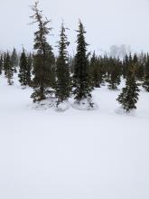 Large settlement cones indicating the the snowpack continues to settle faster than ongoing snowfall adds to HS.