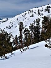 Natural rollerballs off of trees on far southern Relay Peak, E aspect at around 9,700' at 11:45 am.