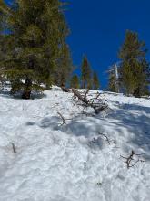 An impressively large old debris pile just above the cabins by Hwy 89. There were multiple trees broken and sticking out of this pile. 