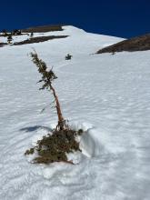 Tough spot to grow up for this Juniper, with multiple branches broken by slides in this avy path.