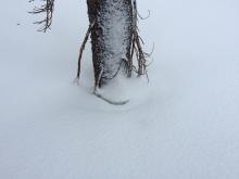 Settlement cone around tree.