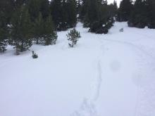 Skier triggered roller balls roughly 500 feet below pit location.