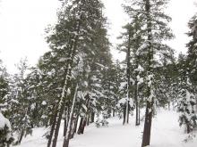 Trees still holding snow on their branches near 8500 on Trimmer.