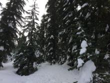 Impressive snow shedding off trees