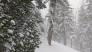 One of numerous trees with avalanche debris and broken branches from previous larger avalanches in this area.