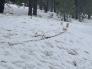 Ski tracks wind loaded with pine needles and debris.